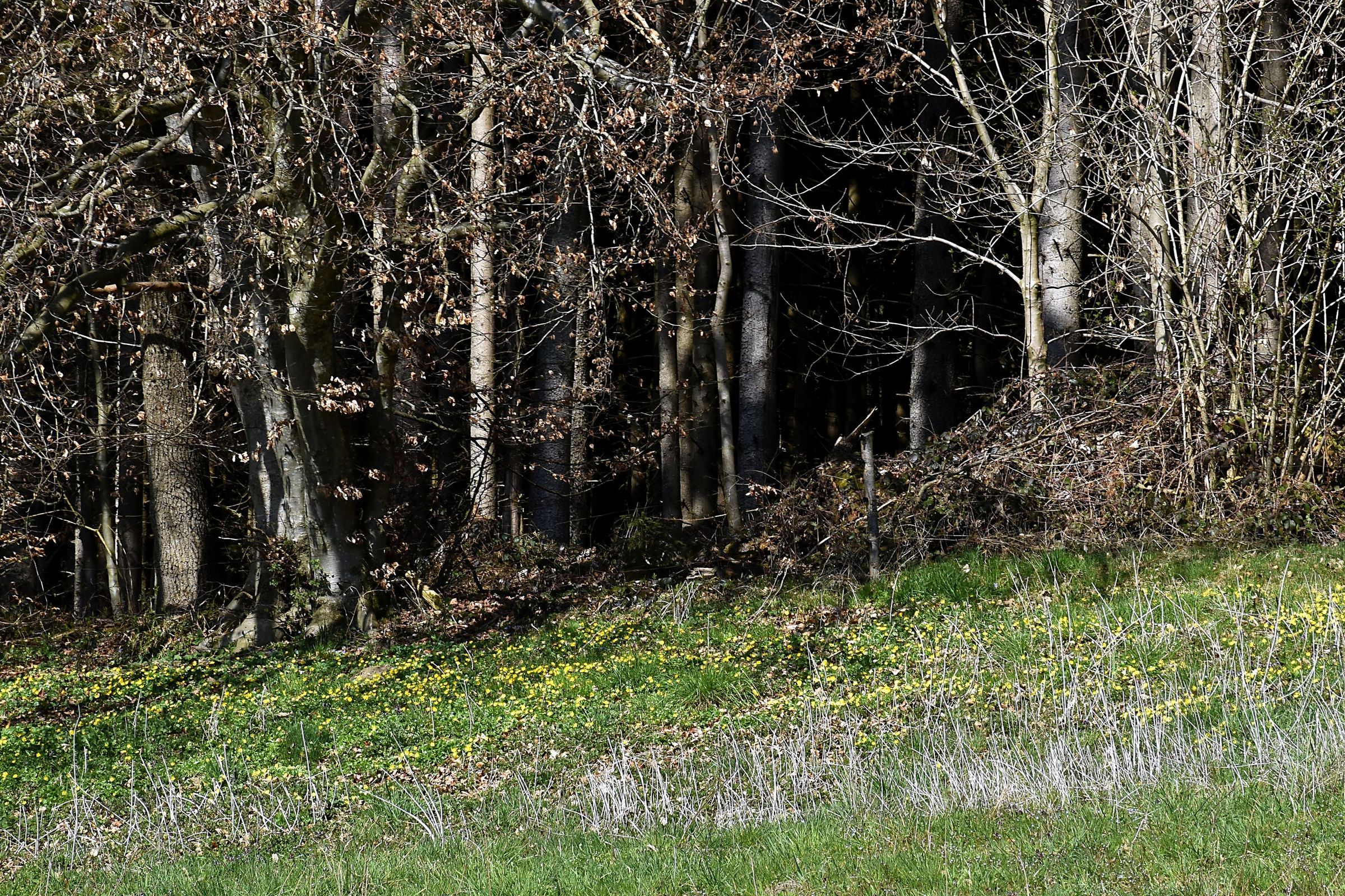 Wald mit Trockenrasen und Geophyten