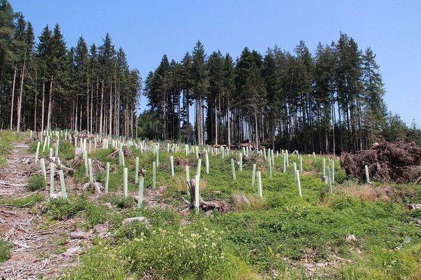 Wuchshüllen im Wald