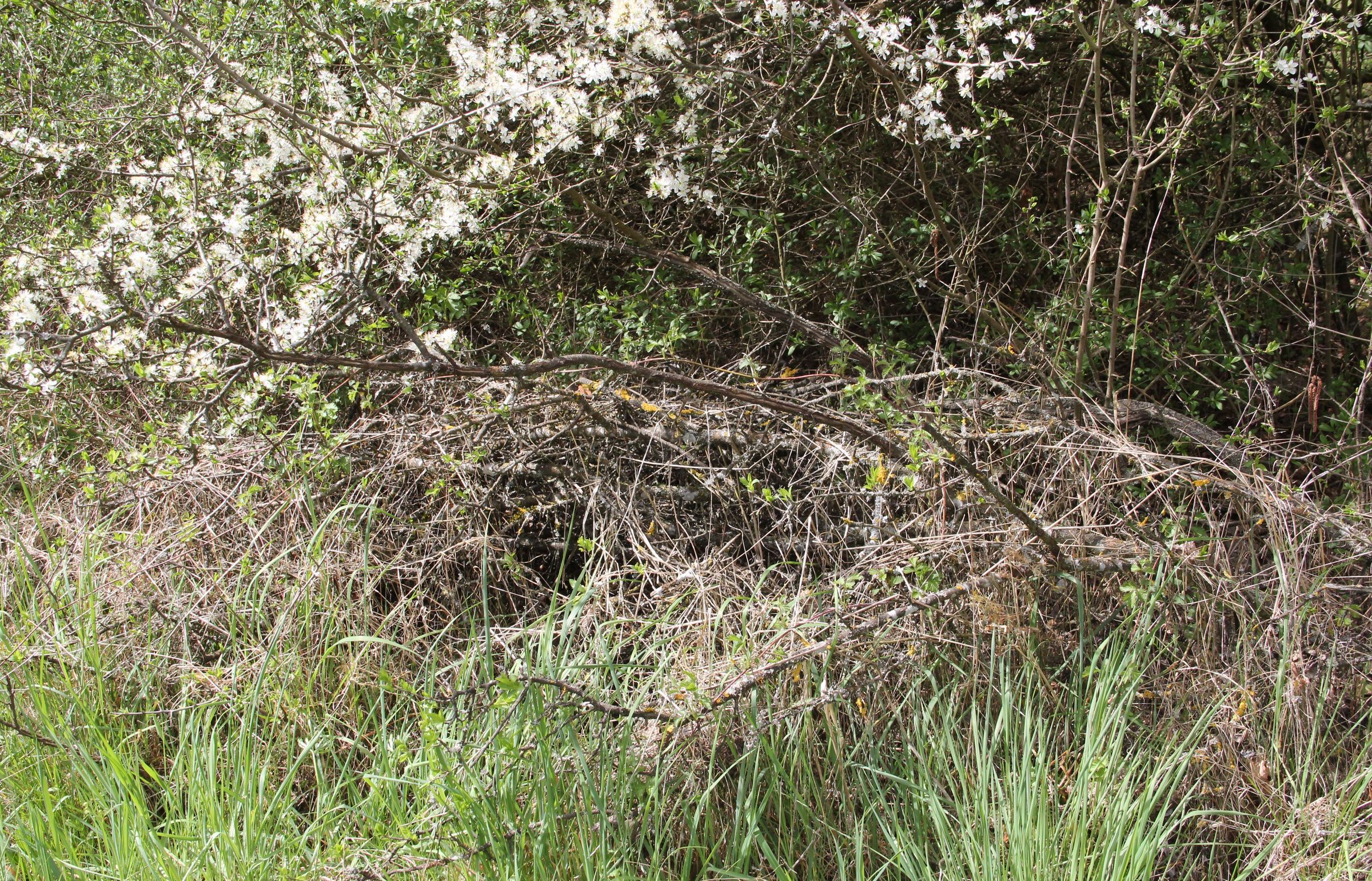 Foto: B. Rutkowski - Hecke in Tacherting, Habitat für Säugetiere Hecke in Tacherting, Habitat für Säugetiere