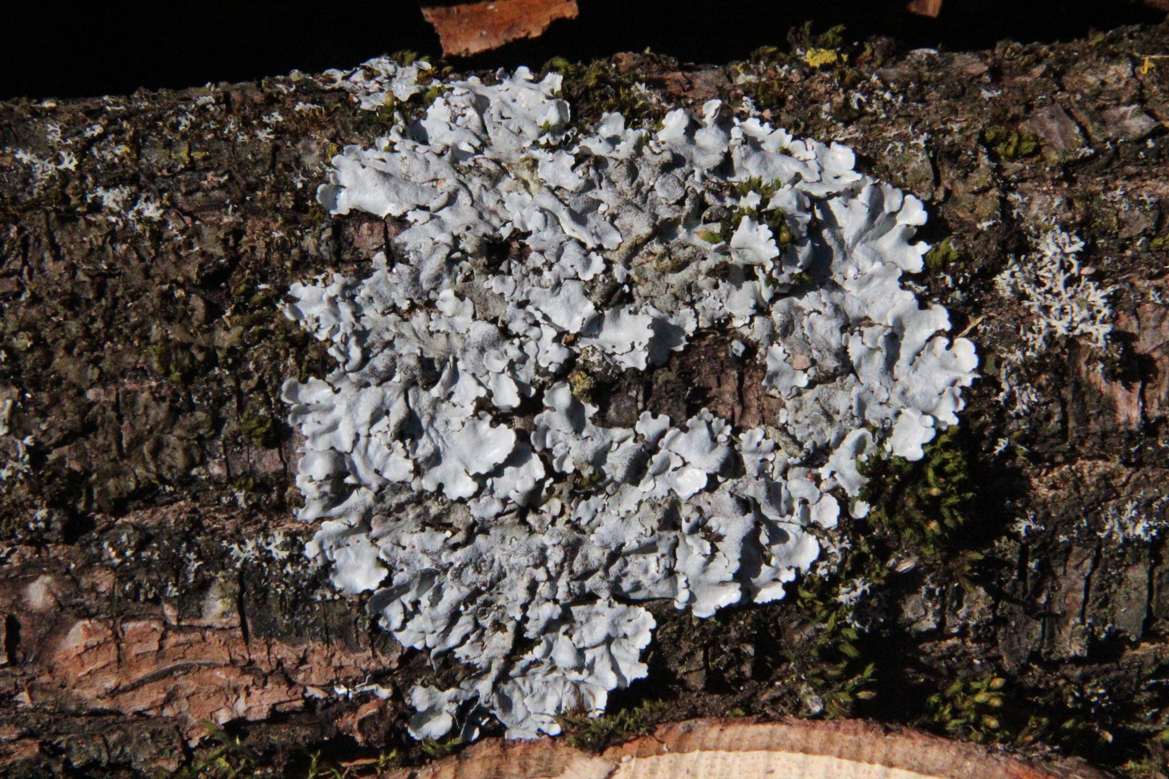 Foto: B. Rutkowski Krustenflechte