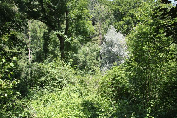 Foto: B. Rutkowski - Auwald ist Urwald! Blick in den Auwald der ein Urwald ist