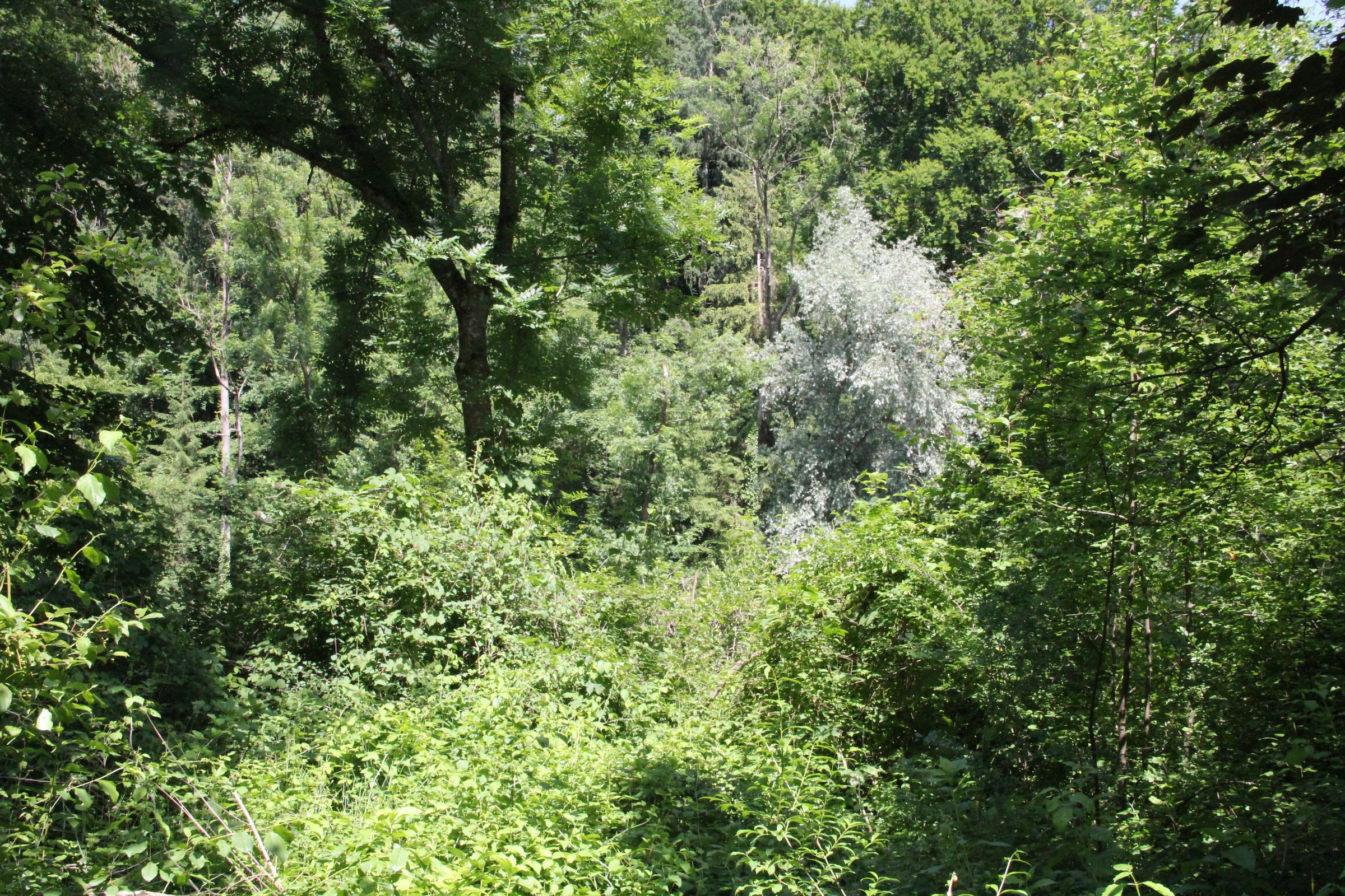 Blick in den Auwald der ein Urwald ist