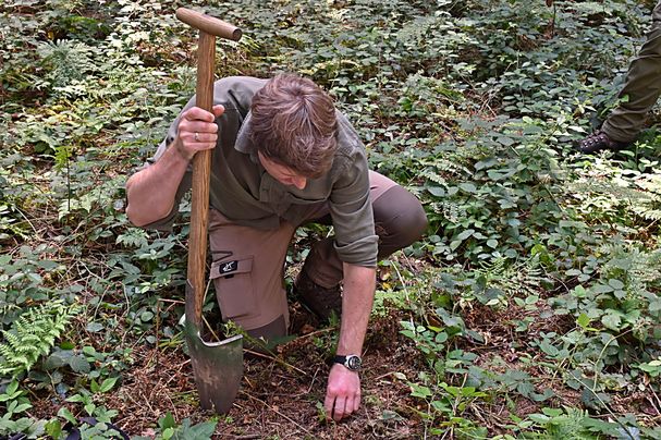 Mann entnimmt Bodenprobe im Wald mit Spaten