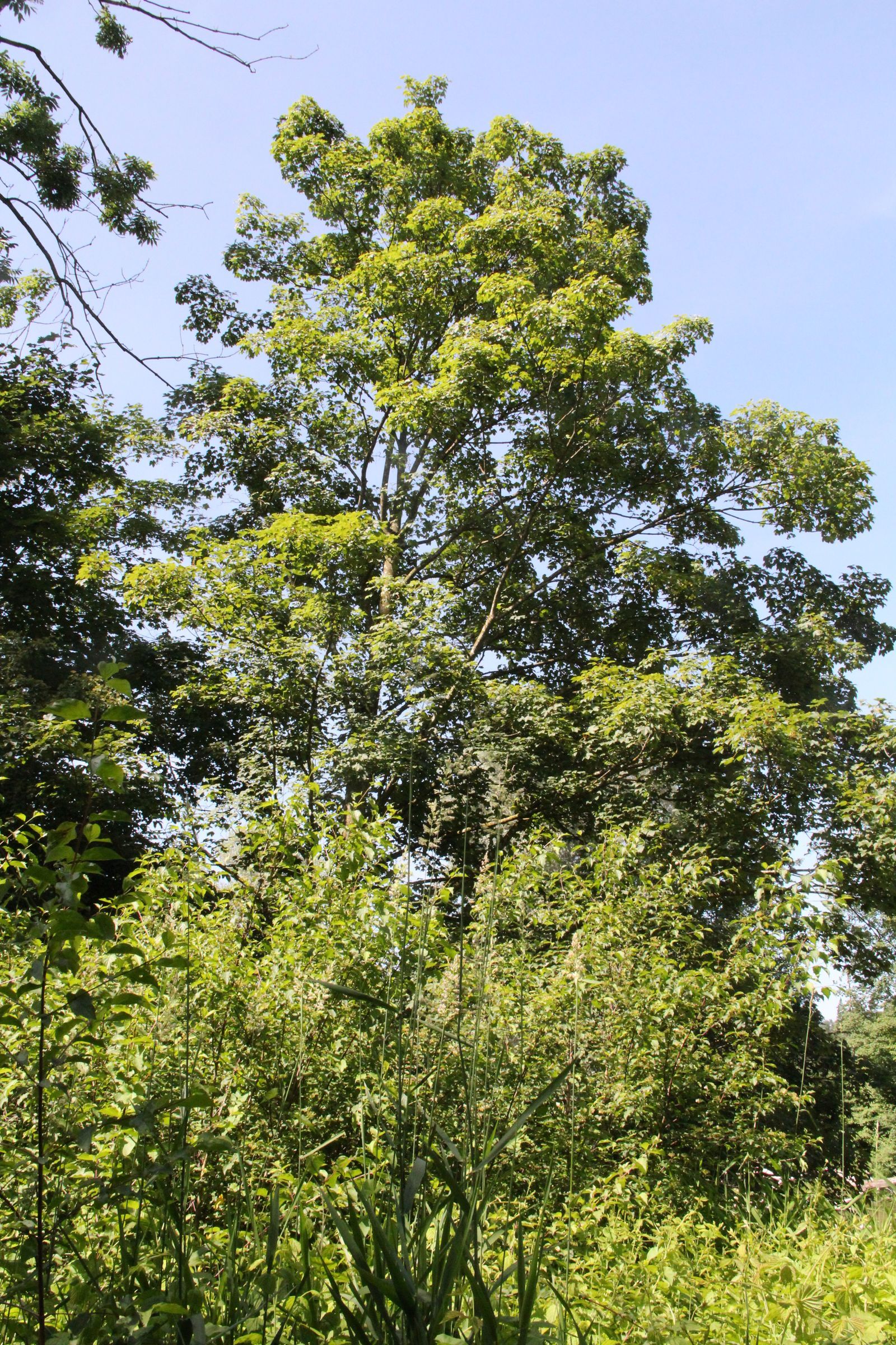 Auwald (Waldexkursion 2025)