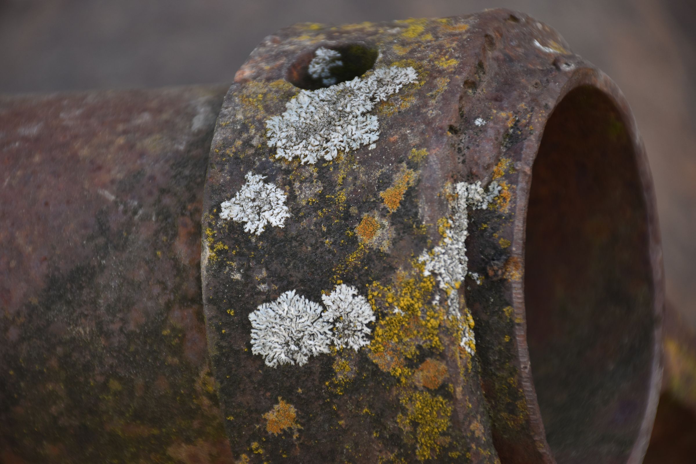 Foto: B. Rutkowski Flechte auf Rohr