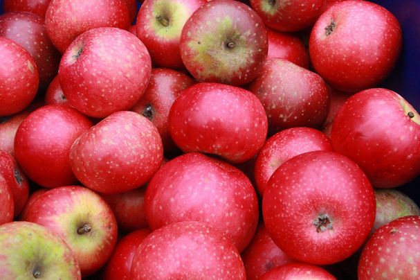 Äpfel