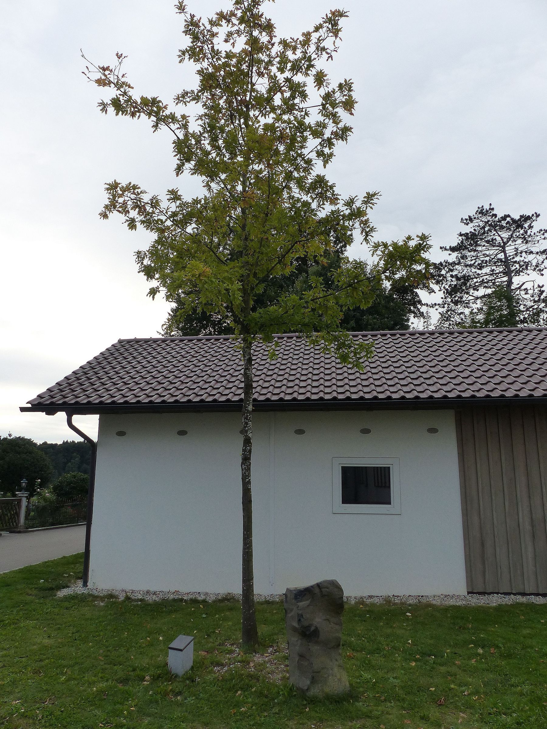 Die Beuys-Eiche in Traunreut