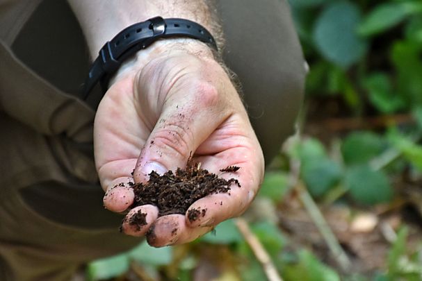 Hand mit Waldboden