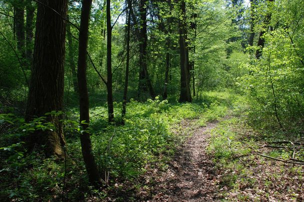 Junger Wald
