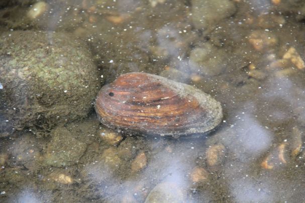 Bachmuschel in Ischler Achen