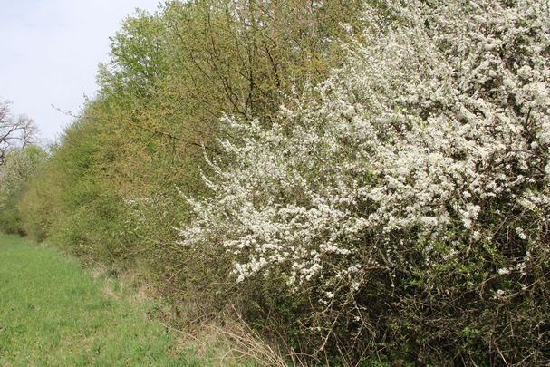 Hecke in Tacherting
