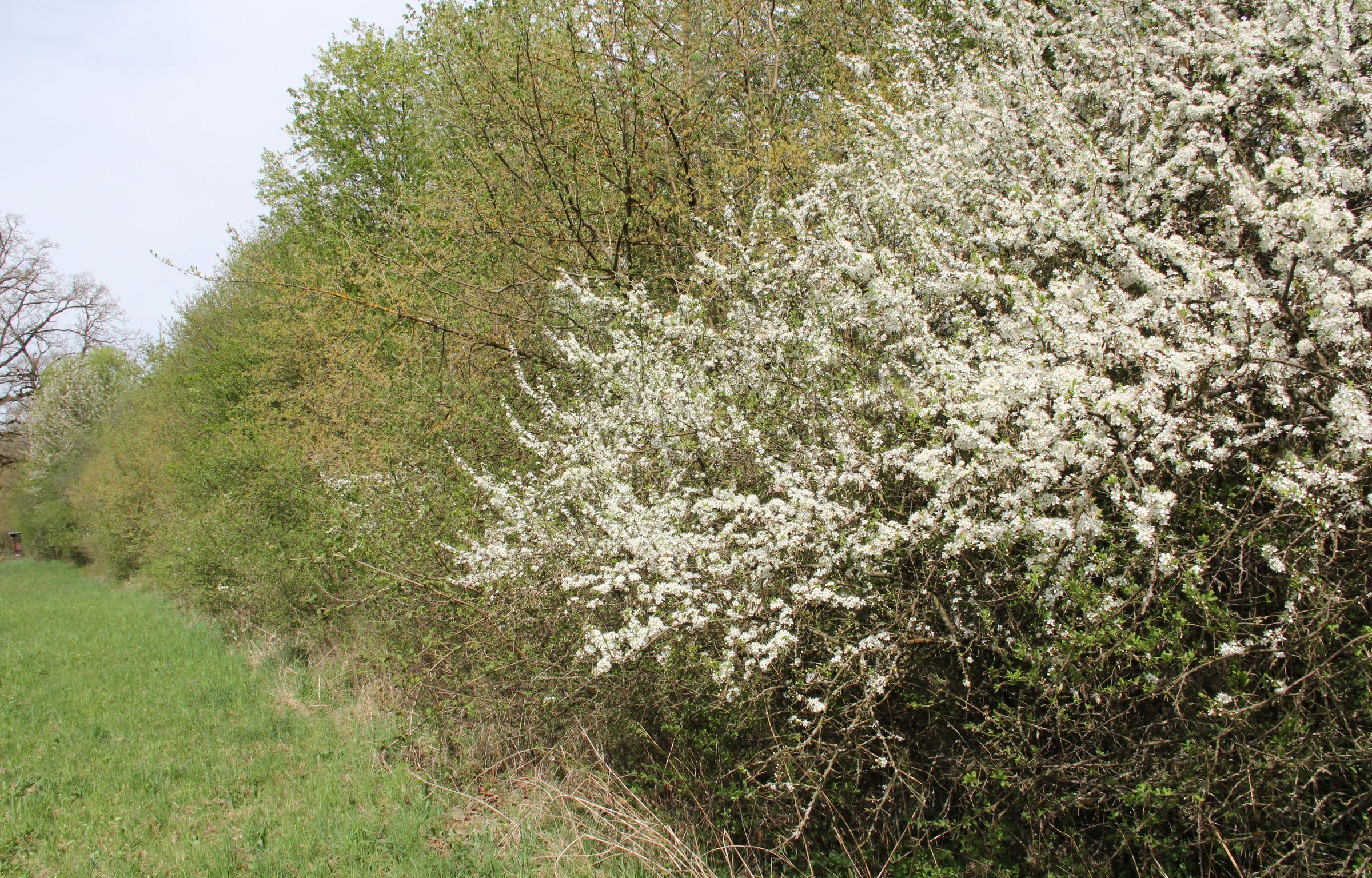 Foto: BN B. Rutkowski - Hecke in Tacherting Hecke in Tacherting