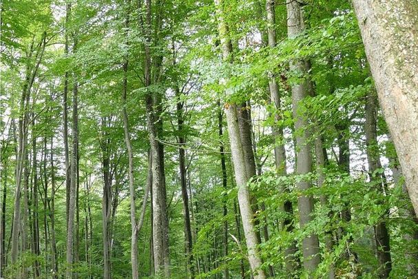 Blick in den Buchenwald