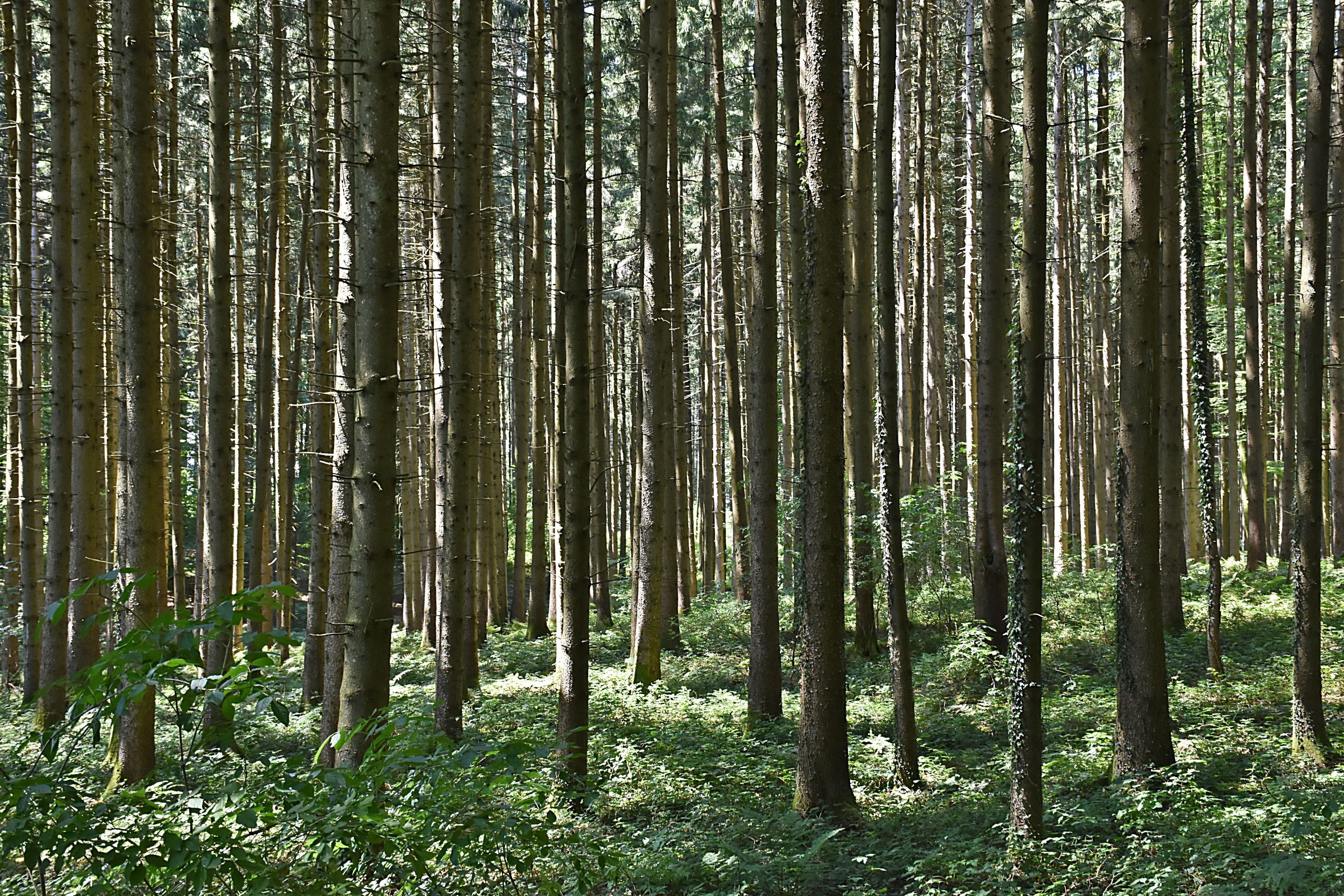 Foto: C. Rutkowski - Blick in den Fichtenbestand Fichtenwald