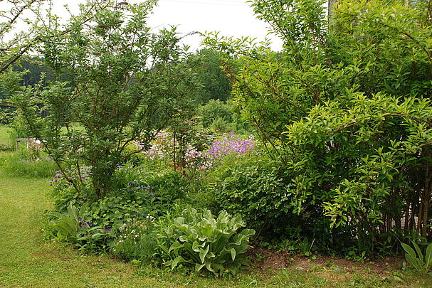 Gartenhecke