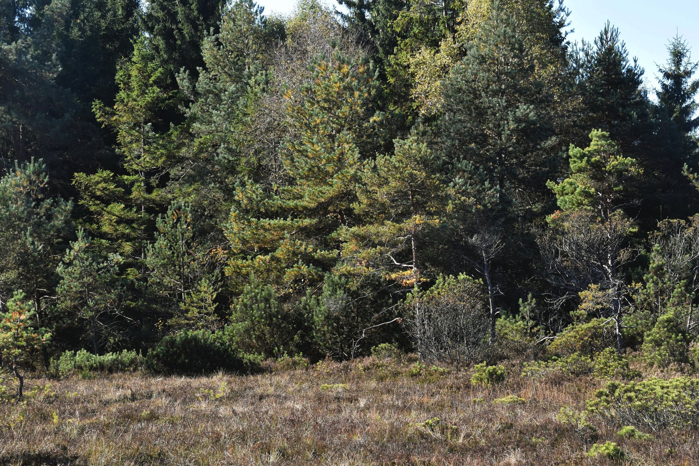 Waldrand am Hochmoor