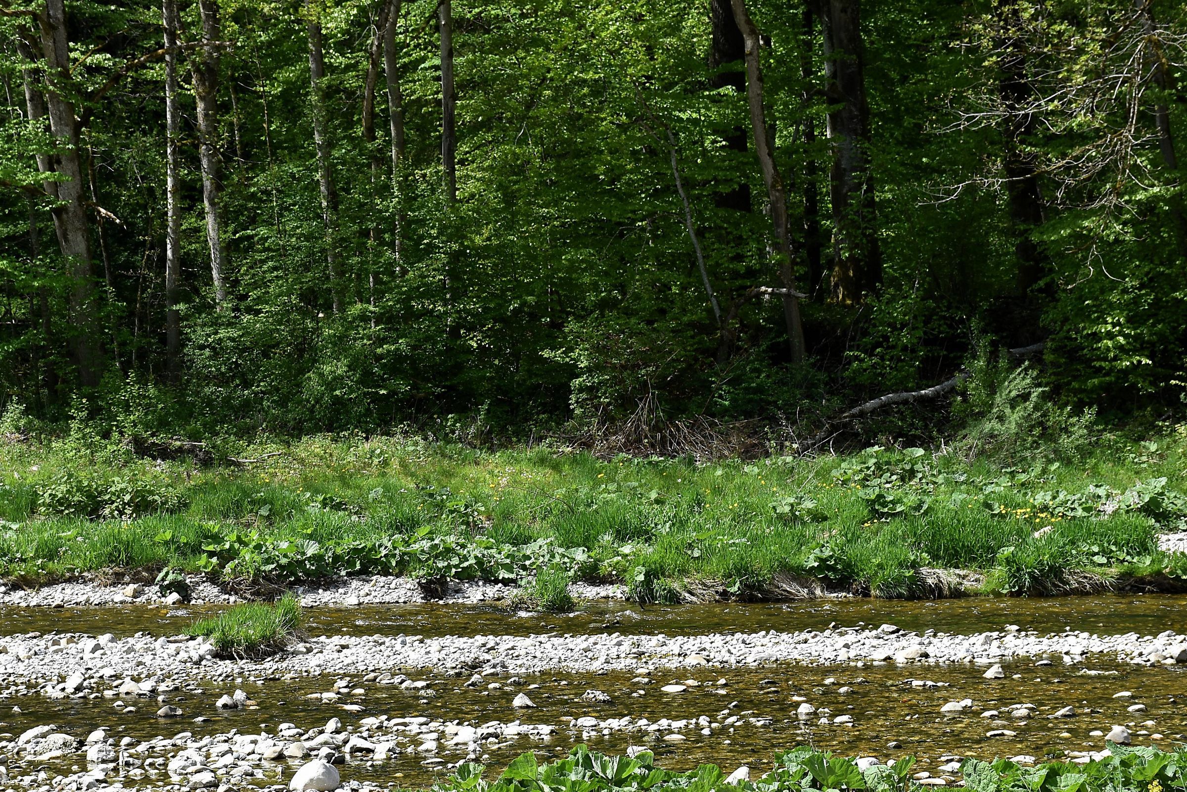 Waldrand am Flussufer