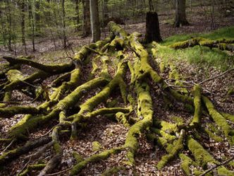 BUND Naturschutz Traunstein - Wald Naturwald