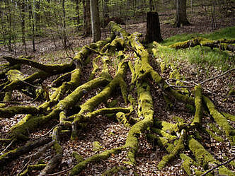 BUND Naturschutz Traunstein - Wald Naturwald