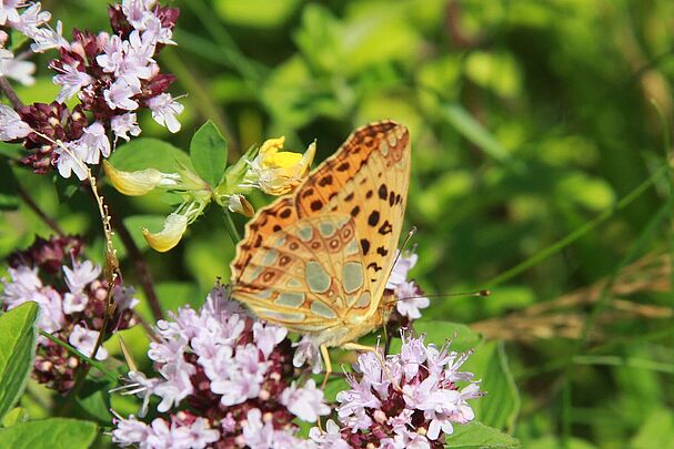 Perlmuttfalter auf Blüten am Strauch