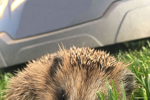 Igel vor Mähroboter