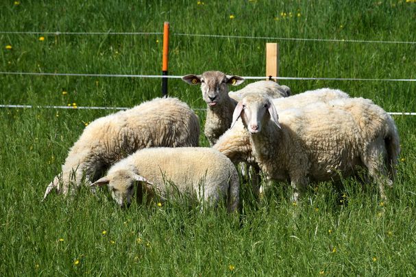 Schafe auf Wiese