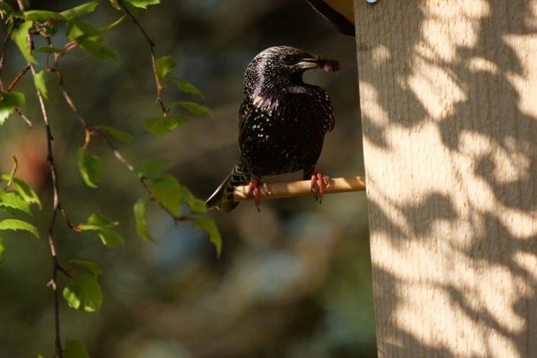 Star am Vogelhaus