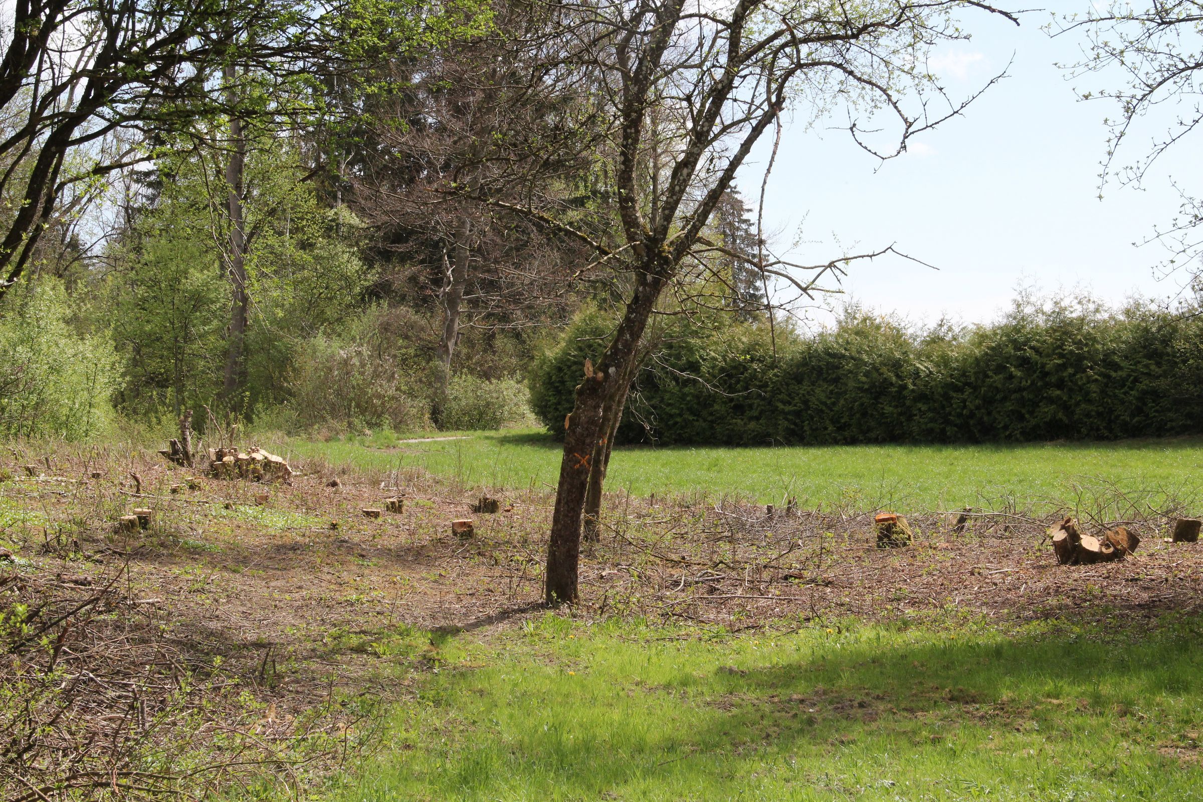 Foto: B. Rutkowski - Hecke Tacherting Pflegemaßnahme Hecke Tacherting Pflegemaßnahme