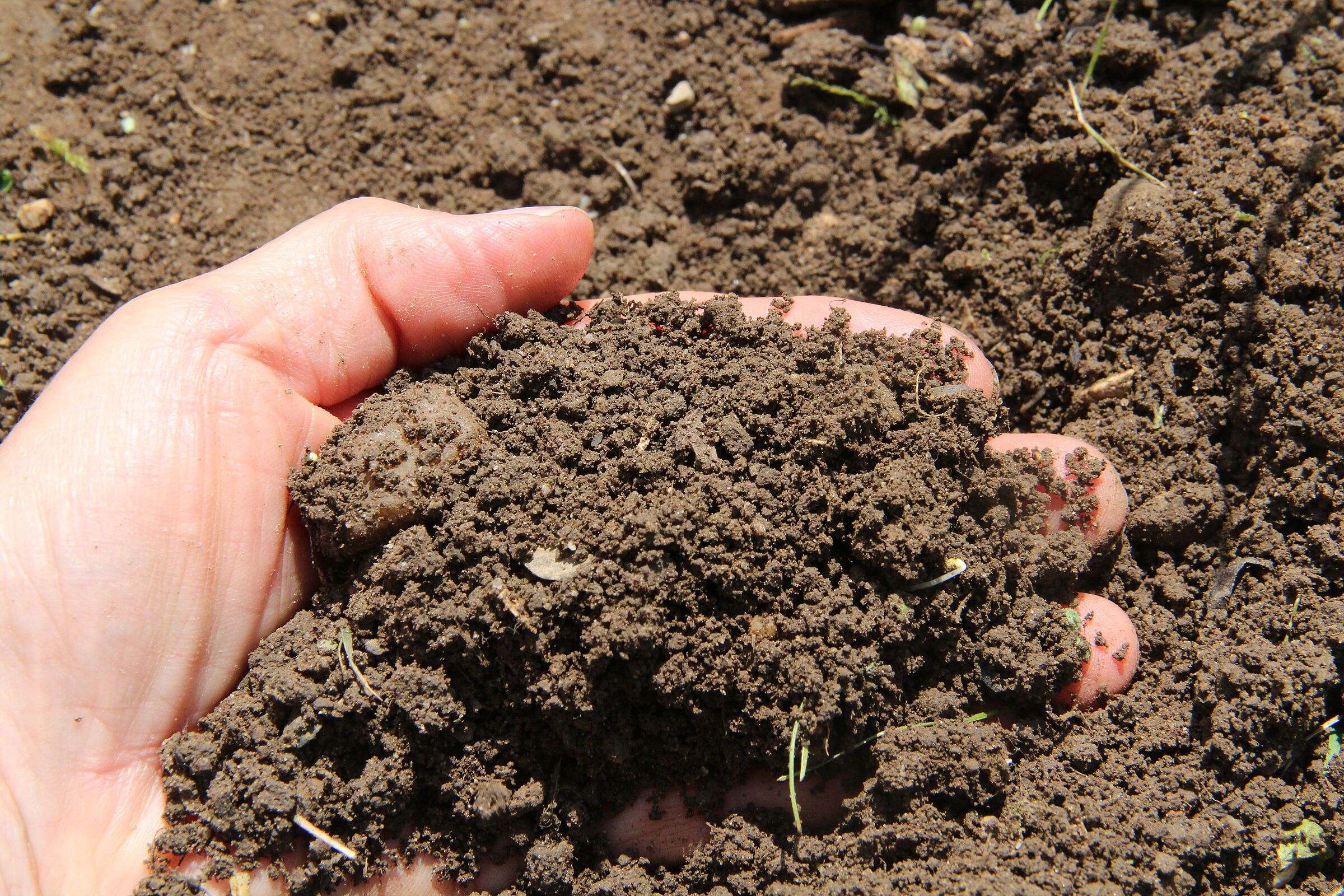 Eine handvoll Gartenhumus