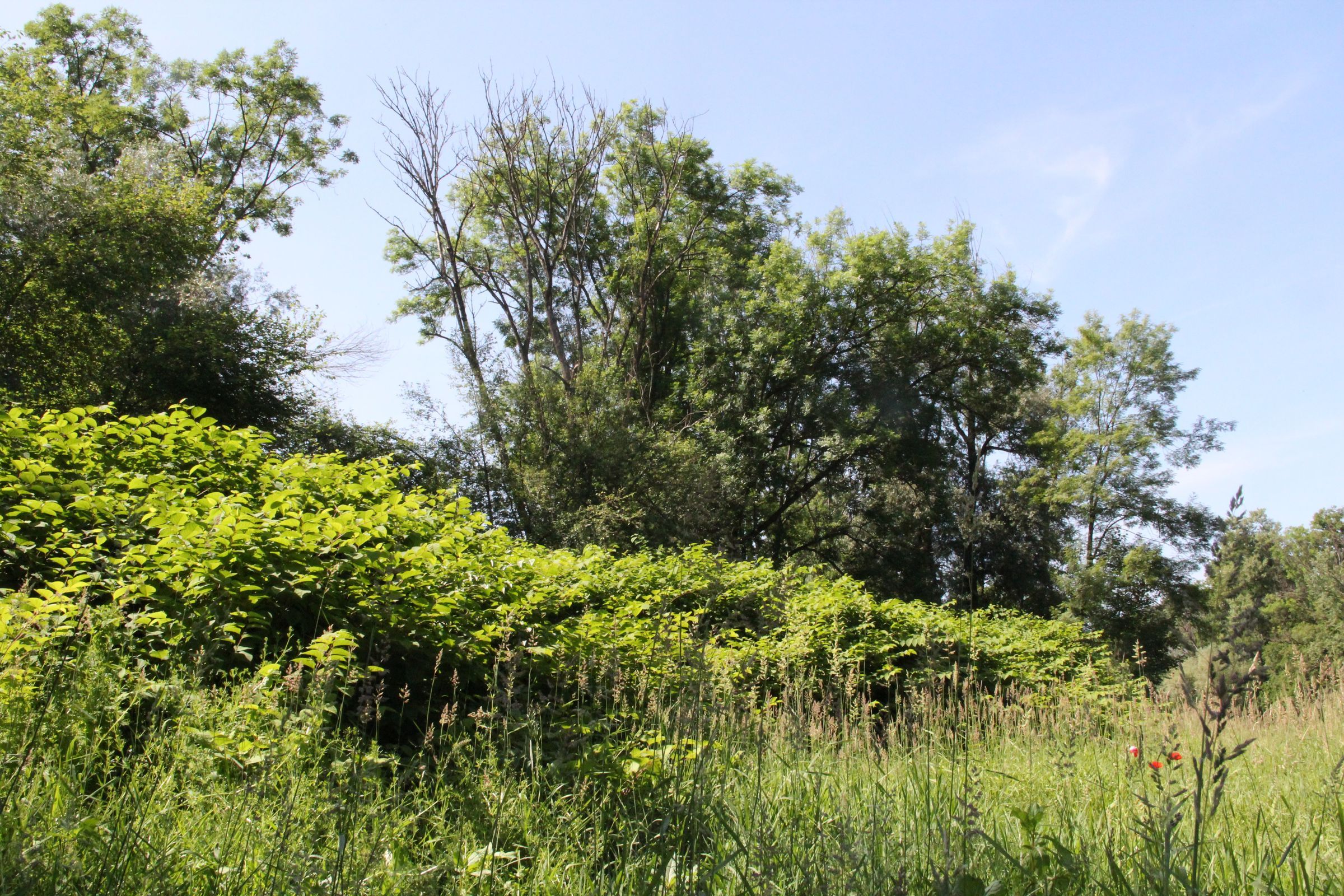 Riesenknöterich im Auwald
