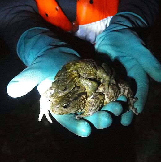 Kröten in Paarungsumarmung