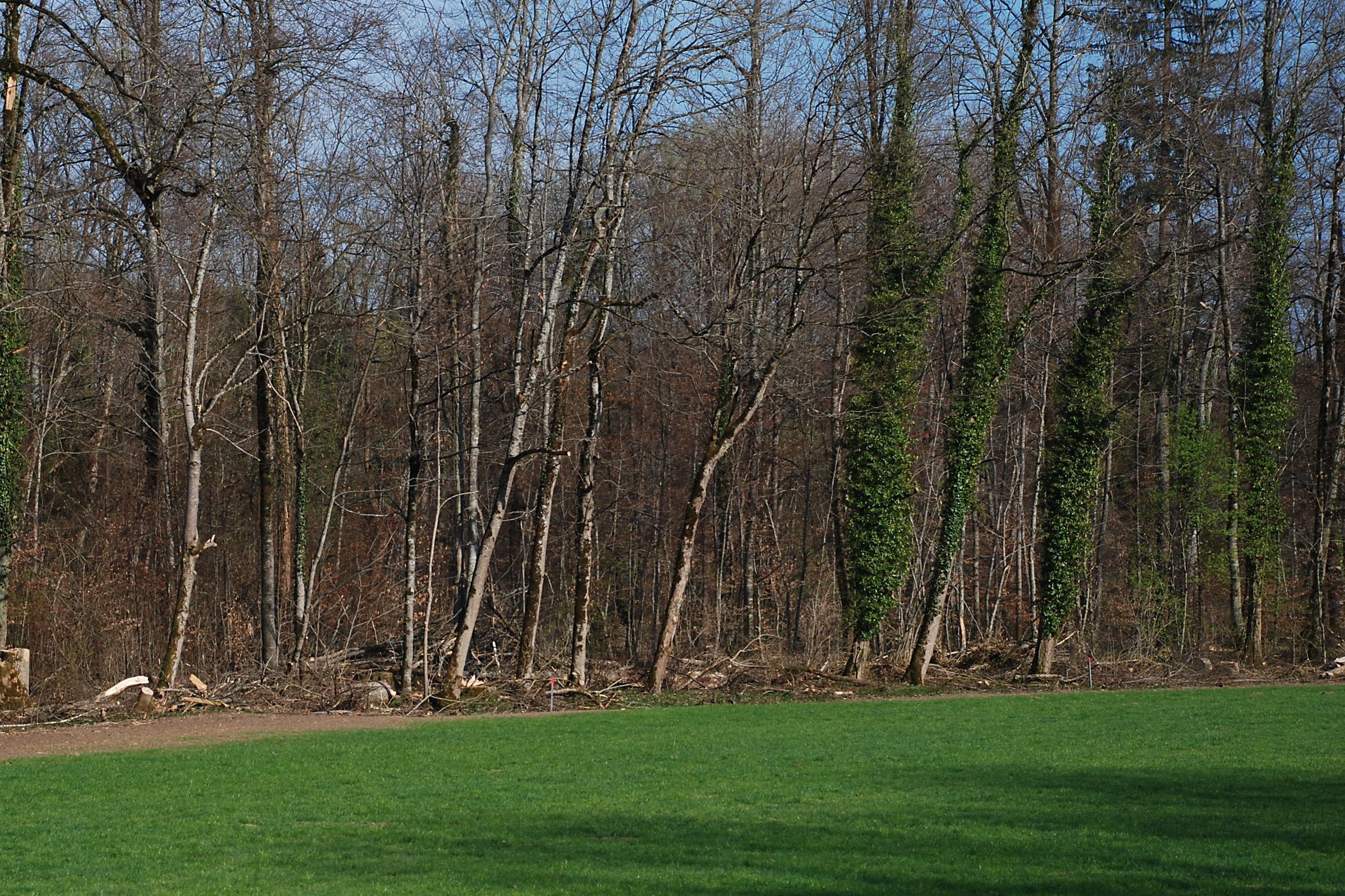 Waldrand mit abrupten Übergang