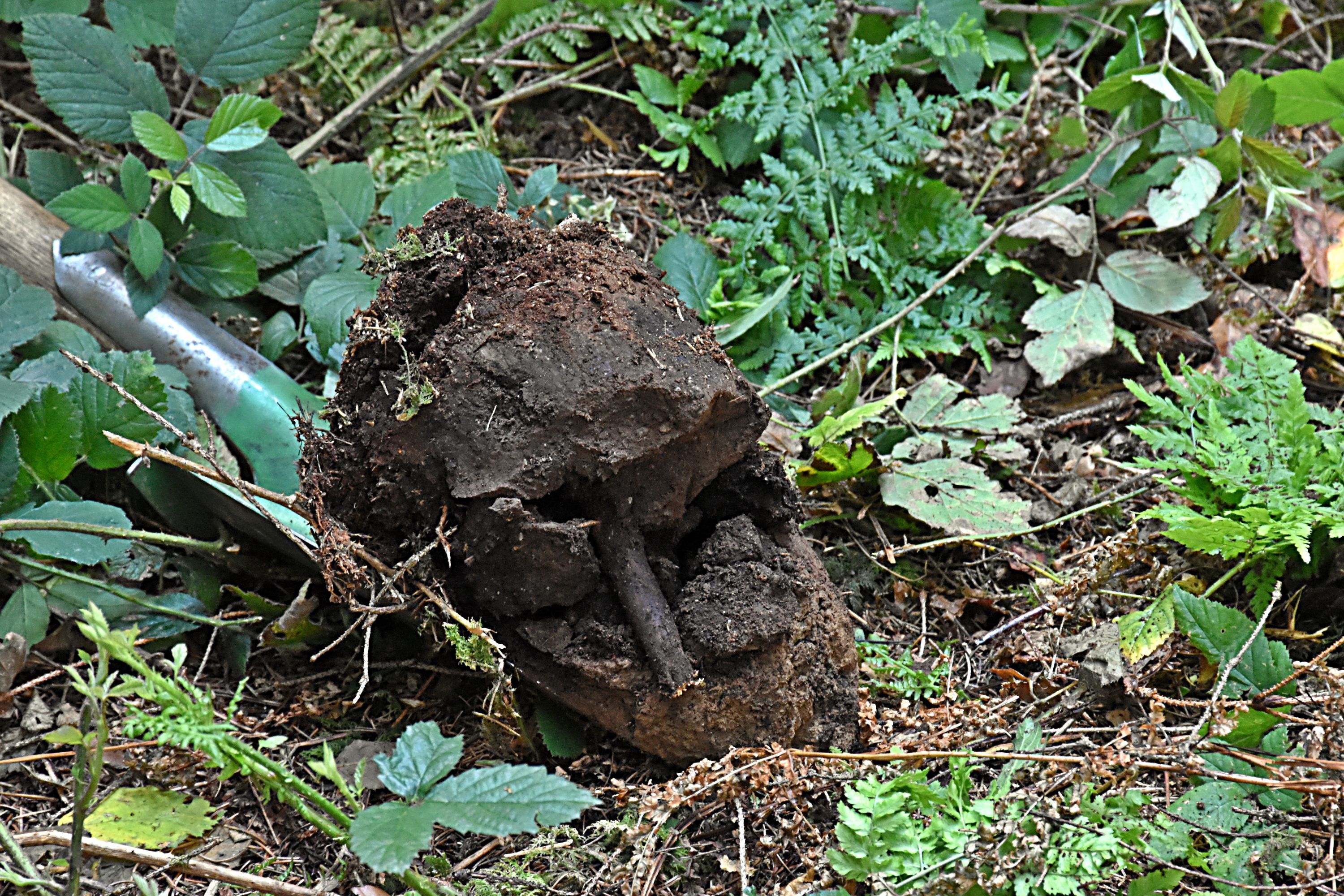 Foto: C. Rutkowski - Mineralbodenschicht im Fichtenbestand Spaten hebt Waldboden aus