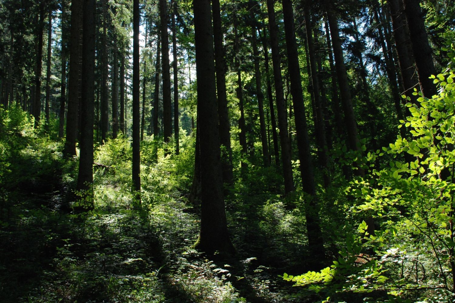 Sonnenlicht fängt sich im Wald, die Bäume werfen Schatten