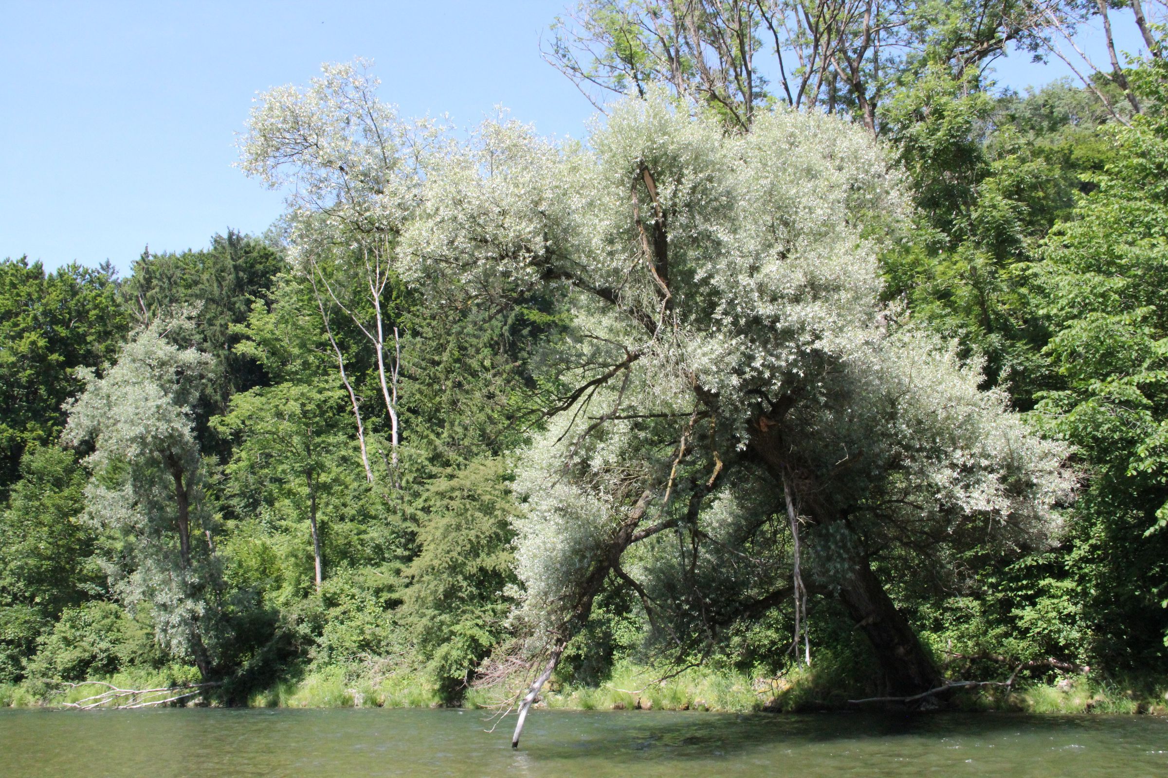Silberweide in den Alzauen