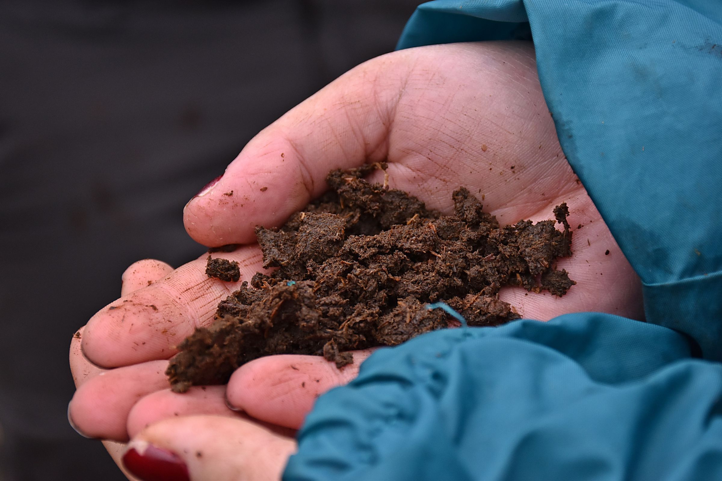 Im Torf finden sich auch Reste von Insekten