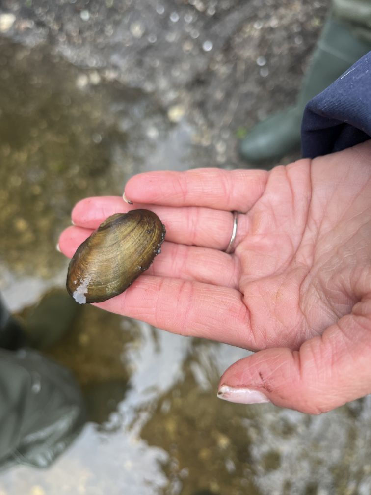 Foto: Dr. M. Müller - Bachmuschel Bachmuschel