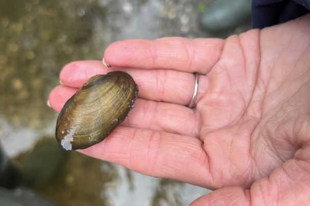 Foto: Dr. M. Müller - Bachmuschel Bachmuschel