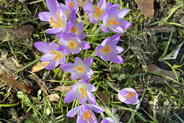 lila Krokus-Blüten