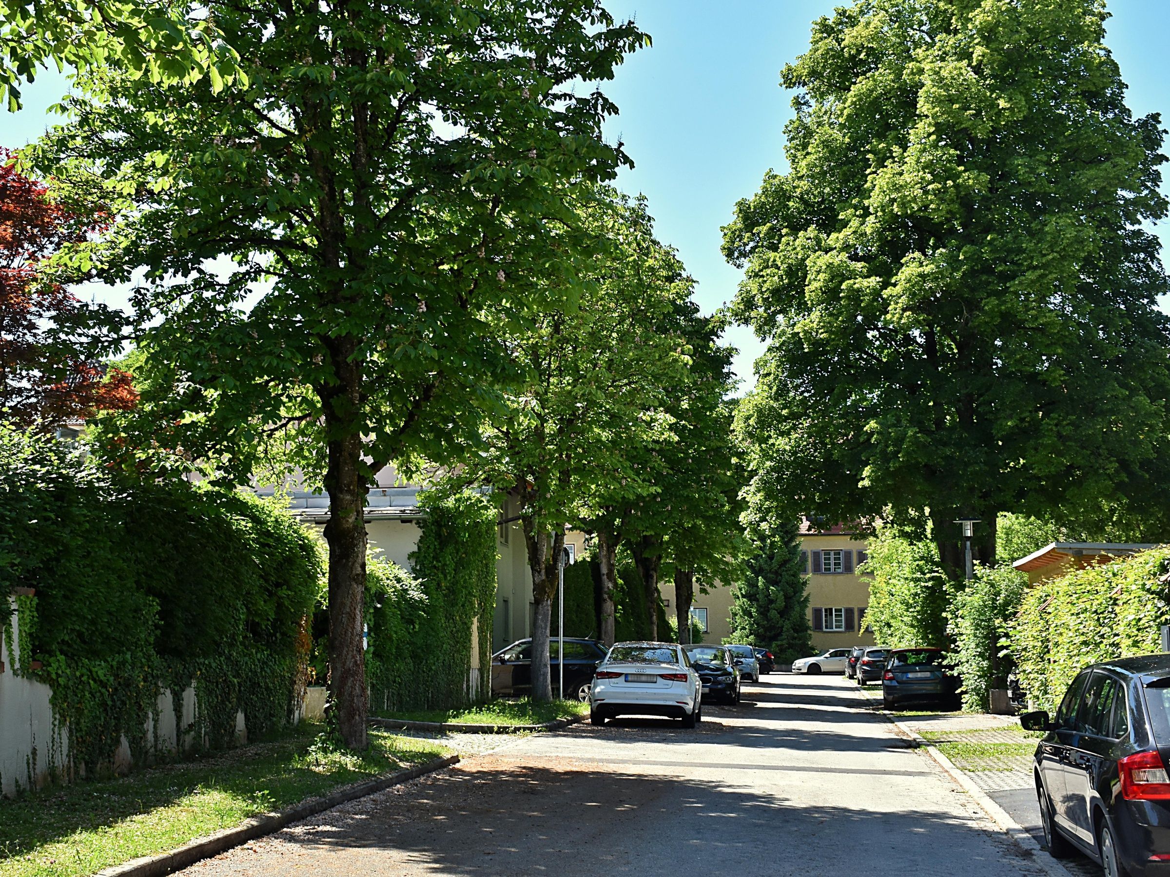 Foto: C. Rutkowski - Allee in Traunstein Winkelpainerstraße Allee in Traunstein Winkelpainerstraße