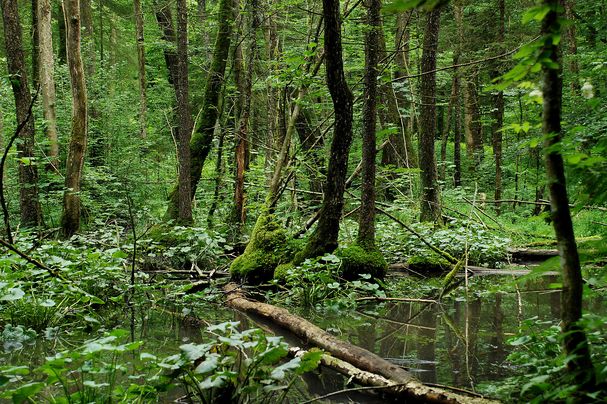 natürlicher Wald mit Wasserpfützen