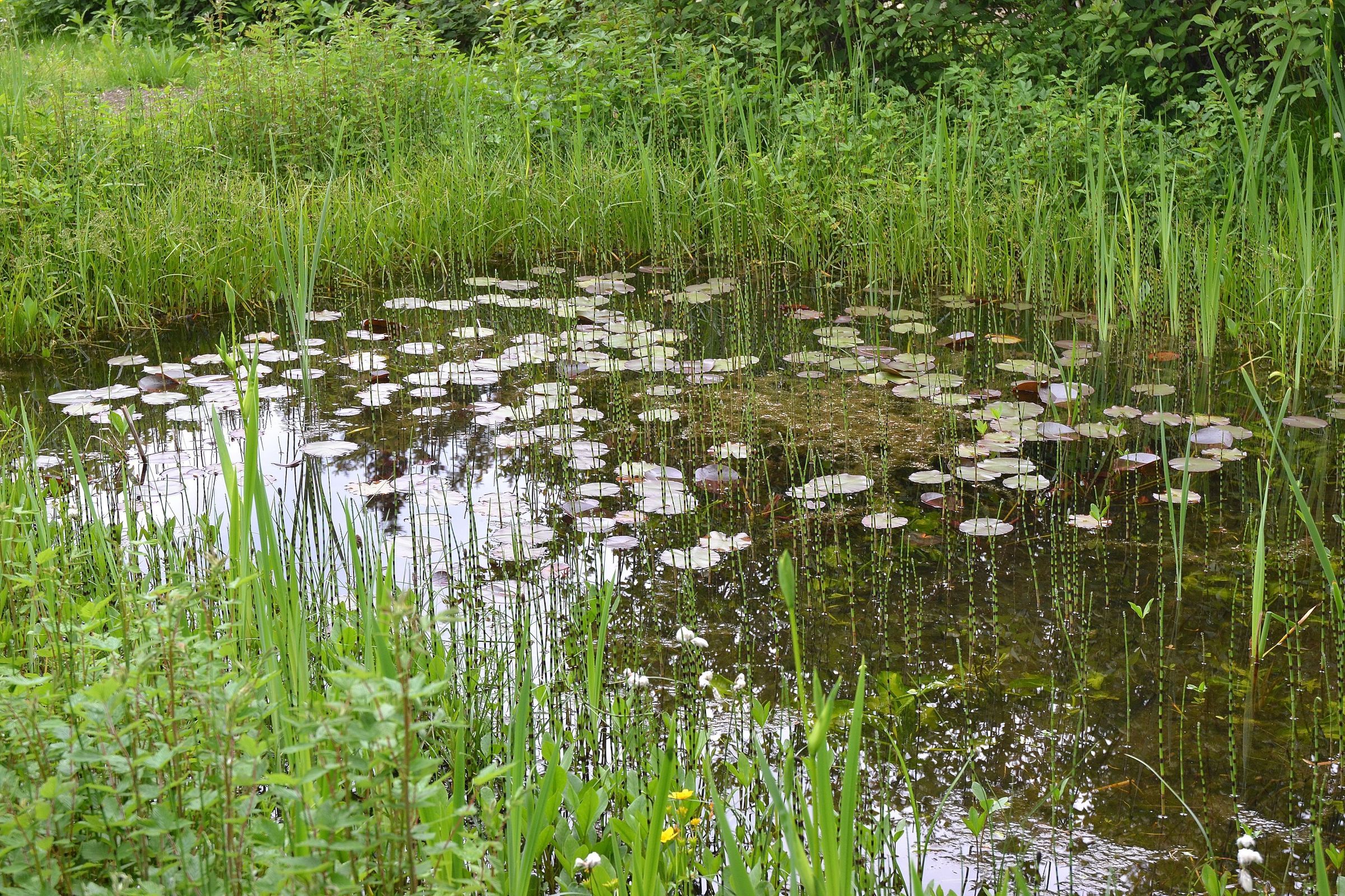 Biotop am Johannes-Heidenhain-Gymnasium