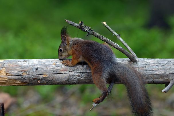 Eichhörnchen an Baumstamm