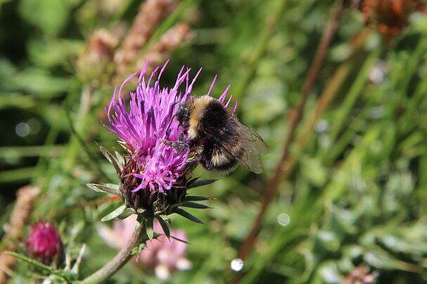 Hummel an Blüte