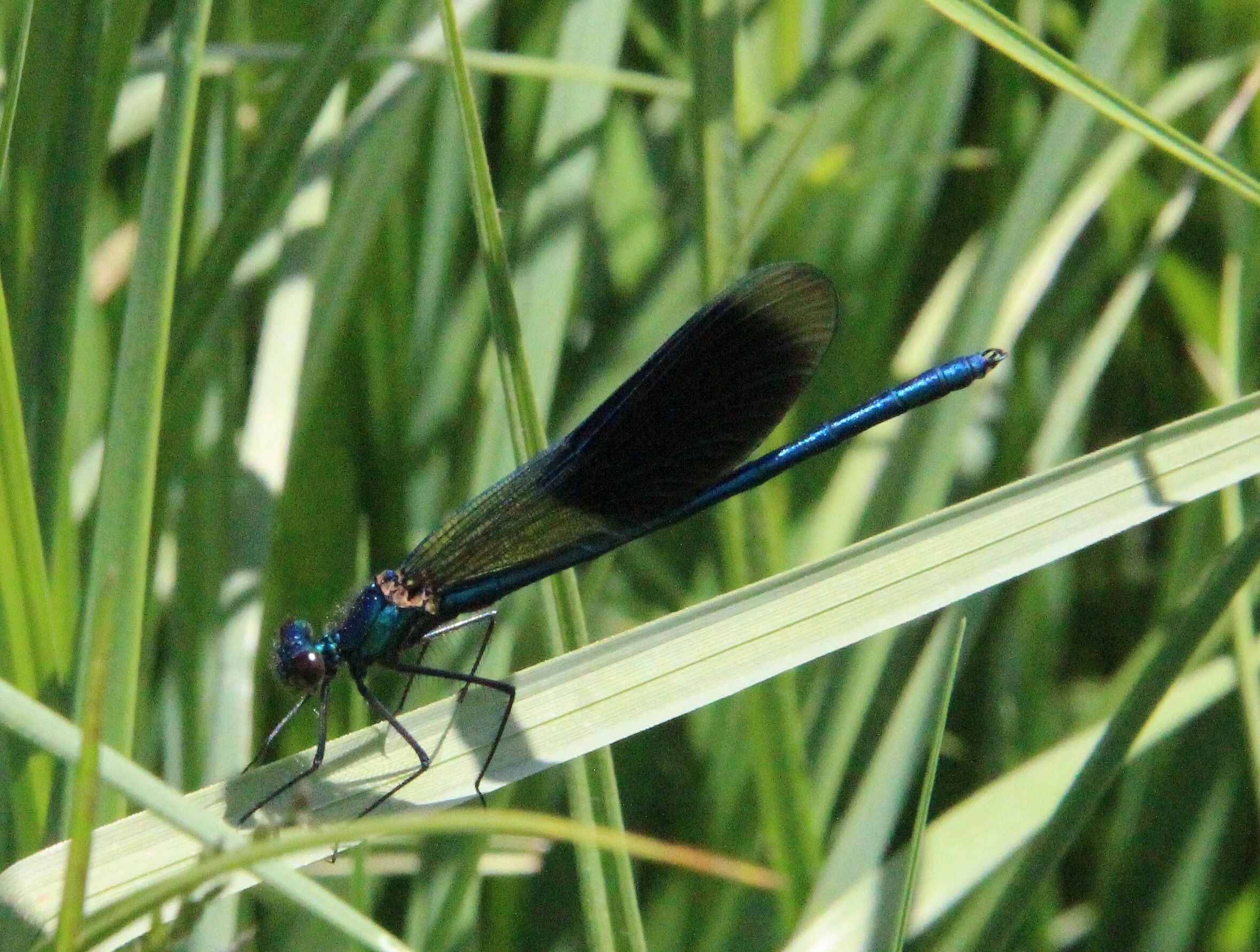 gebänderte Prachtlibelle
