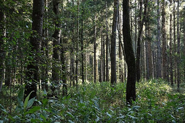 Wald mit typischen Unterbewuchs bei der Exkursion in die Randlagg