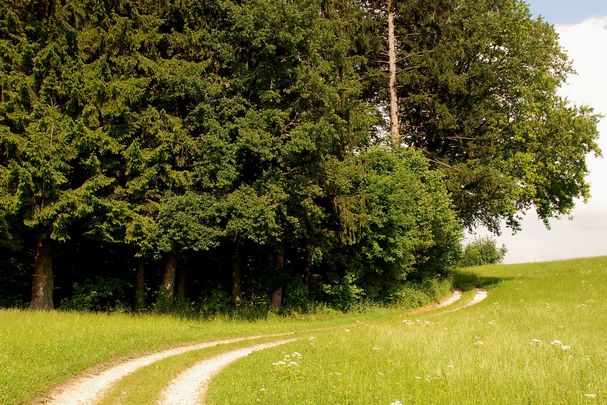 Waldrand am Feldweg mit Hohlsaum