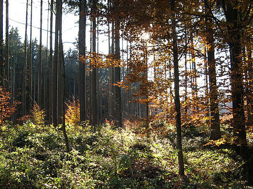 Herbstlicher Haidforst