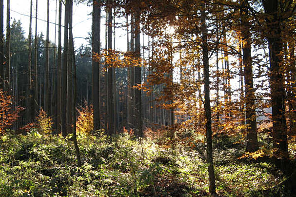 Bund Naturschutz gegen neues Gewerbegebiet im Haidforst