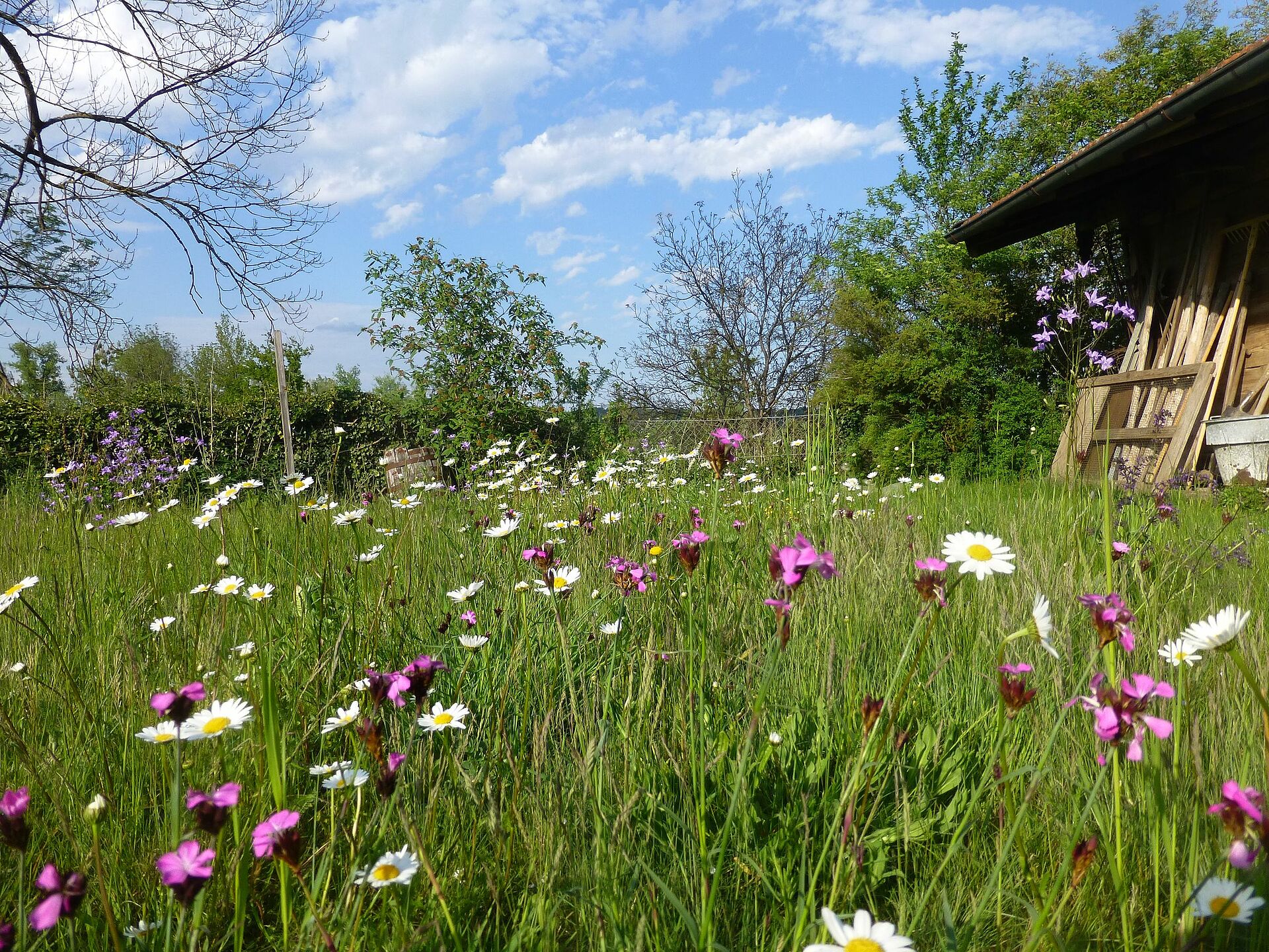 Blumenwiese - BUND Naturschutz In Bayern E.V.